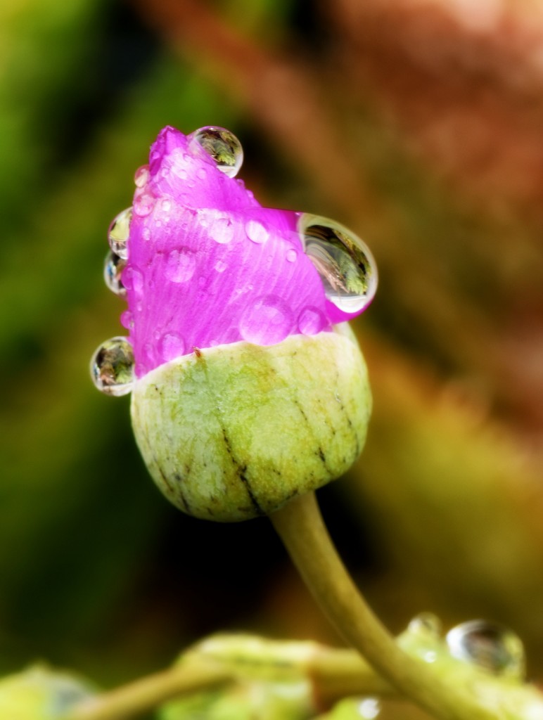 Kissed By The Raindrops by joysfocus
