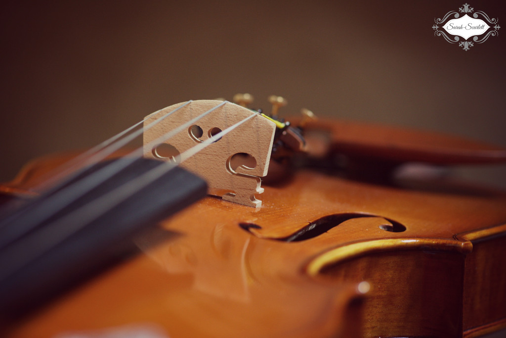 Violin by sarahlh