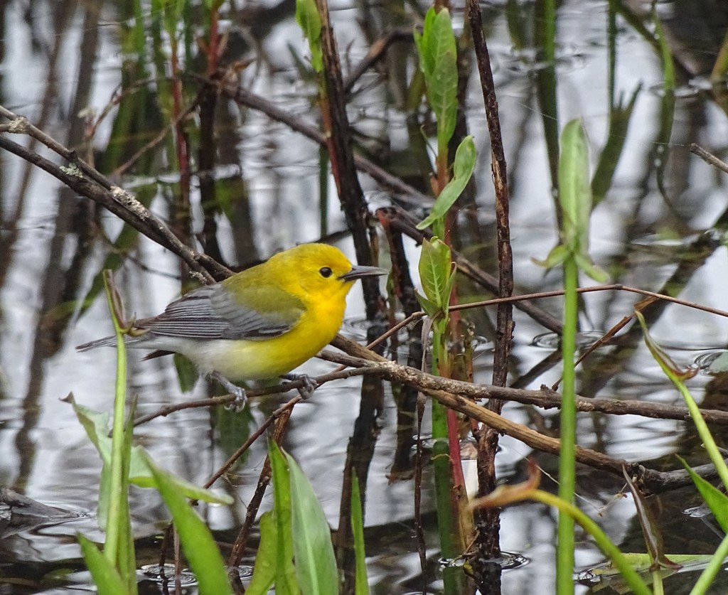 Prothonotary Warbler by annepann
