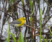 18th May 2015 - Prothonotary Warbler