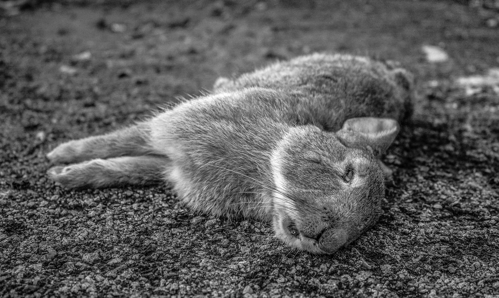 Fwuffy Bunny Wabbit by graemestevens