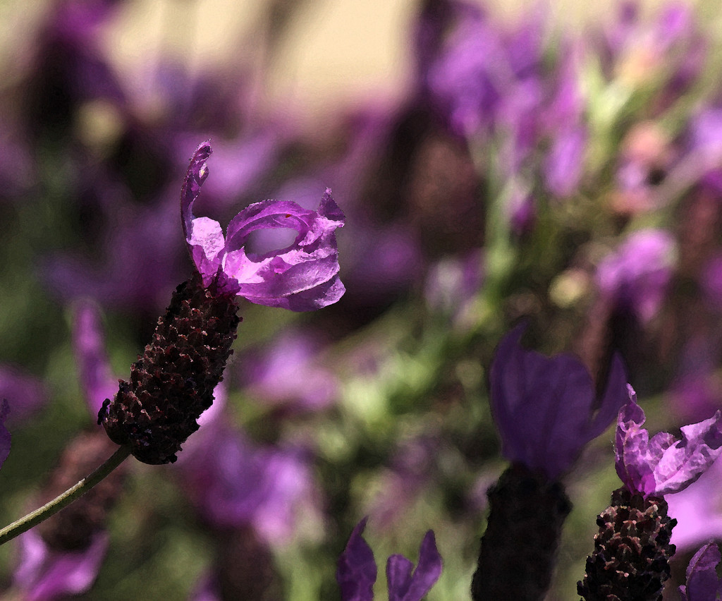 lavender by nanderson