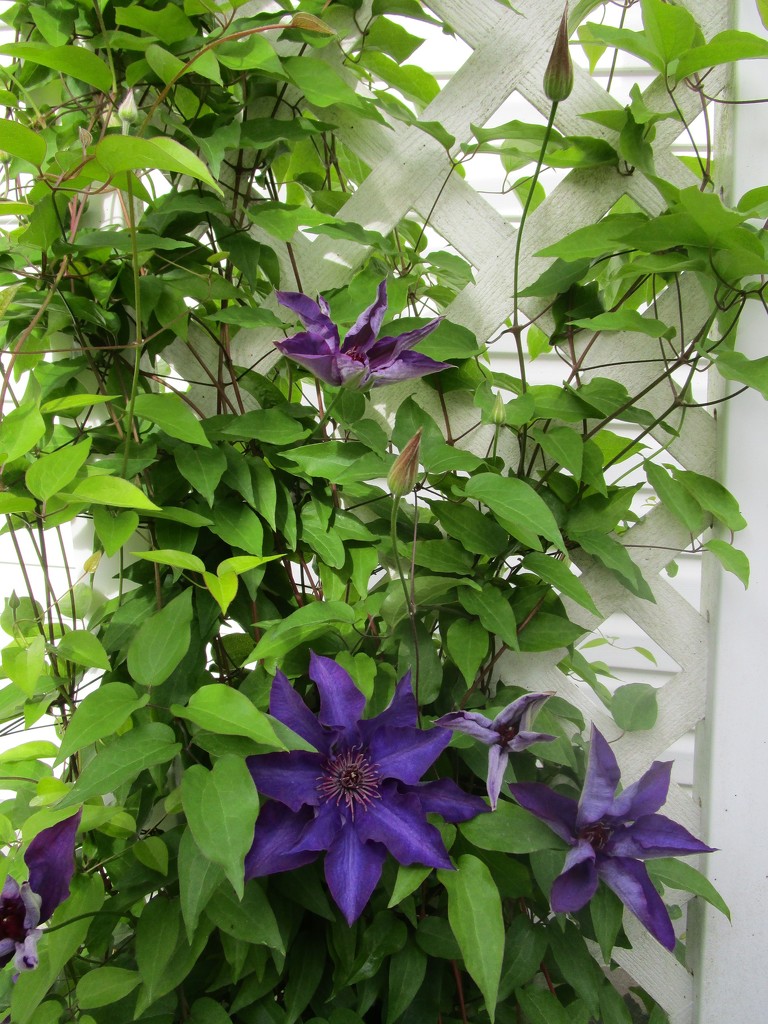 Clematis by tunia