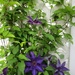 Clematis by tunia