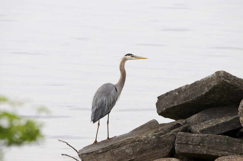 Great Blue Heron by frantackaberry