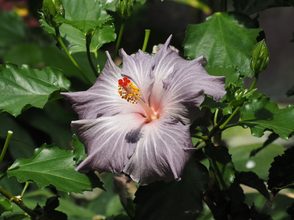 Hibiscus 1 by selkie