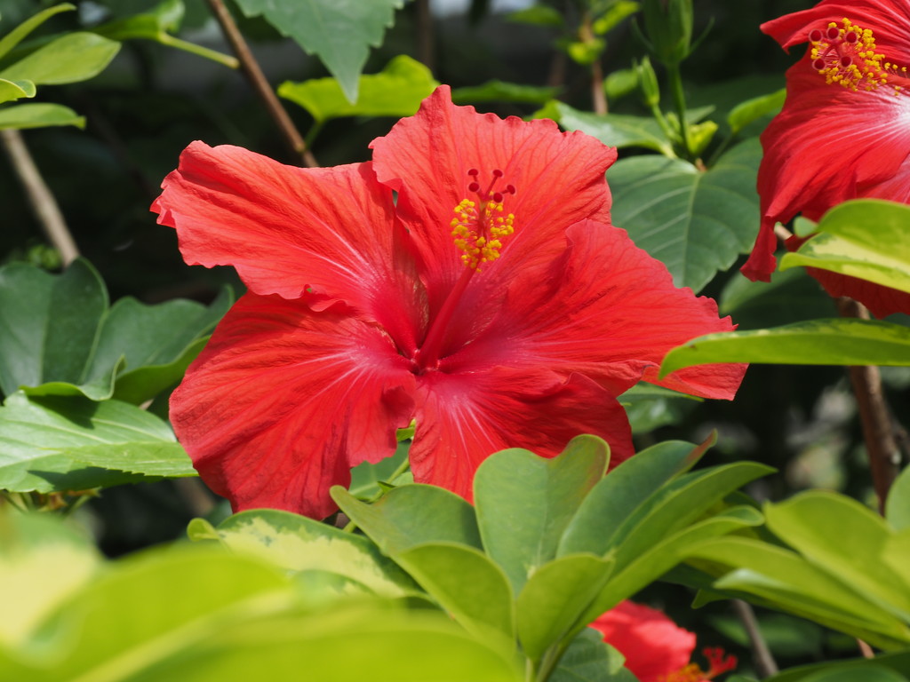 Hibiscus 2 by selkie