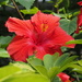 Hibiscus 2 by selkie