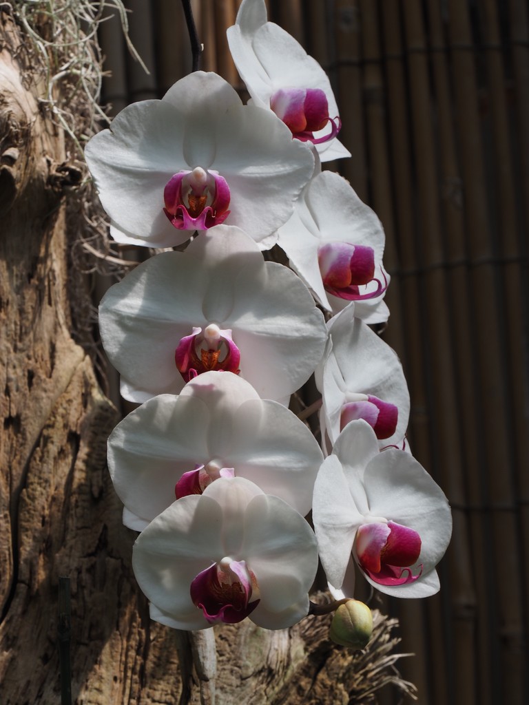 Orchids by selkie