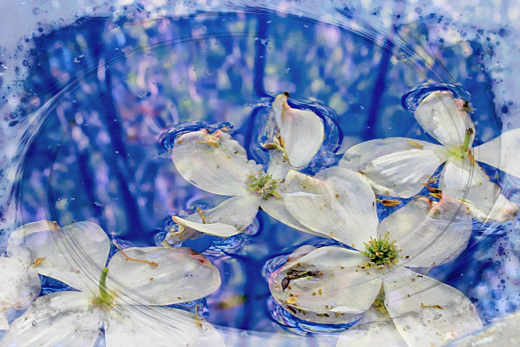 Dogwood Blossoms on the Water by olivetreeann