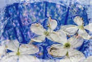 14th May 2015 - Dogwood Blossoms on the Water