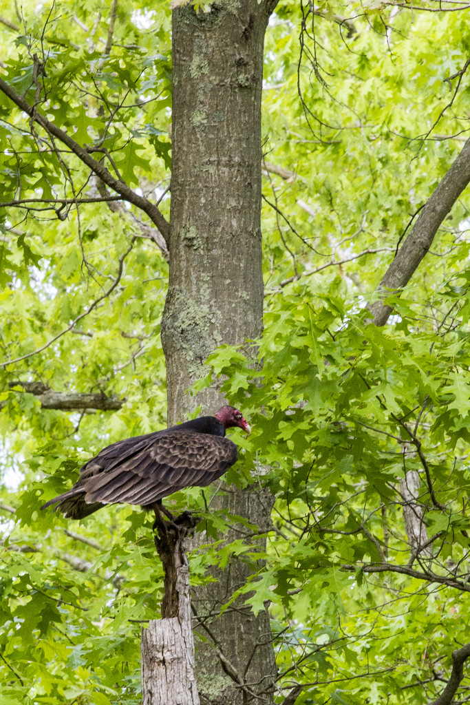 Turkey Vulture by hjbenson