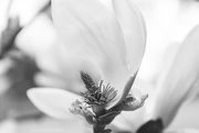 15th May 2015 - magnolia blossom à la imogen cunningham
