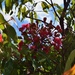 Blossoms, Buds & last years Gumnuts! by happysnaps