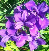15th May 2015 - Purple Iris'