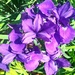 Purple Iris' by harbie