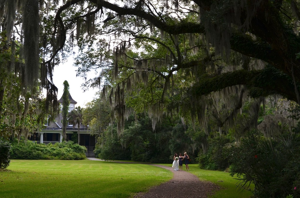 Before the big wedding, Magnolia Garden, Charleston, SC by congaree