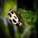 X No. of spots ladybird/bug by barrowlane