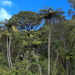 Forest ferns by kiwinanna