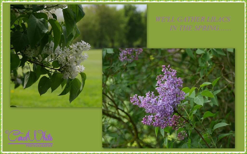We'll Gather Lilacs........... by carolmw