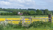 16th May 2015 - Fields of buttercups...