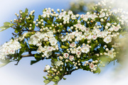 16th May 2015 - flowering hawthorn