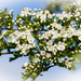 flowering hawthorn by susie1205