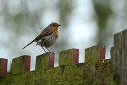 14th May 2015 - Robin on a fence
