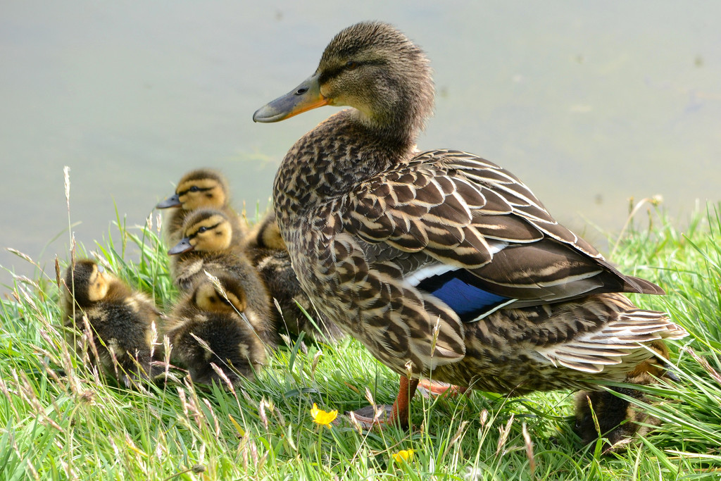 Duck family by richardcreese