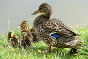 15th May 2015 - Duck family