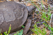 16th May 2015 - Gopher Tortoise
