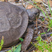 Gopher Tortoise by danette