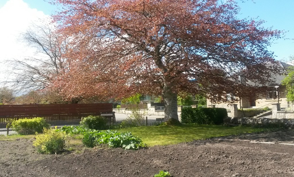 The glorious copper beech by sarah19