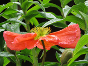 16th May 2015 - Rain-Drenched Flower