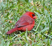 7th Apr 2014 - Cardinal