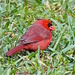 Cardinal by stcyr1up