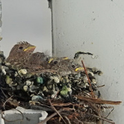 16th May 2015 - Baby Sparrows