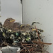 Baby Sparrows by rminer