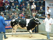 16th May 2015 - British Blue cattle sale