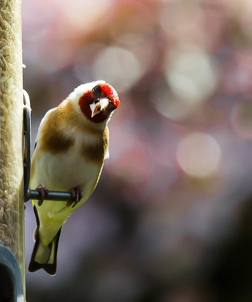 16th May 2015 - Goldfinch and bokeh by pamknowler