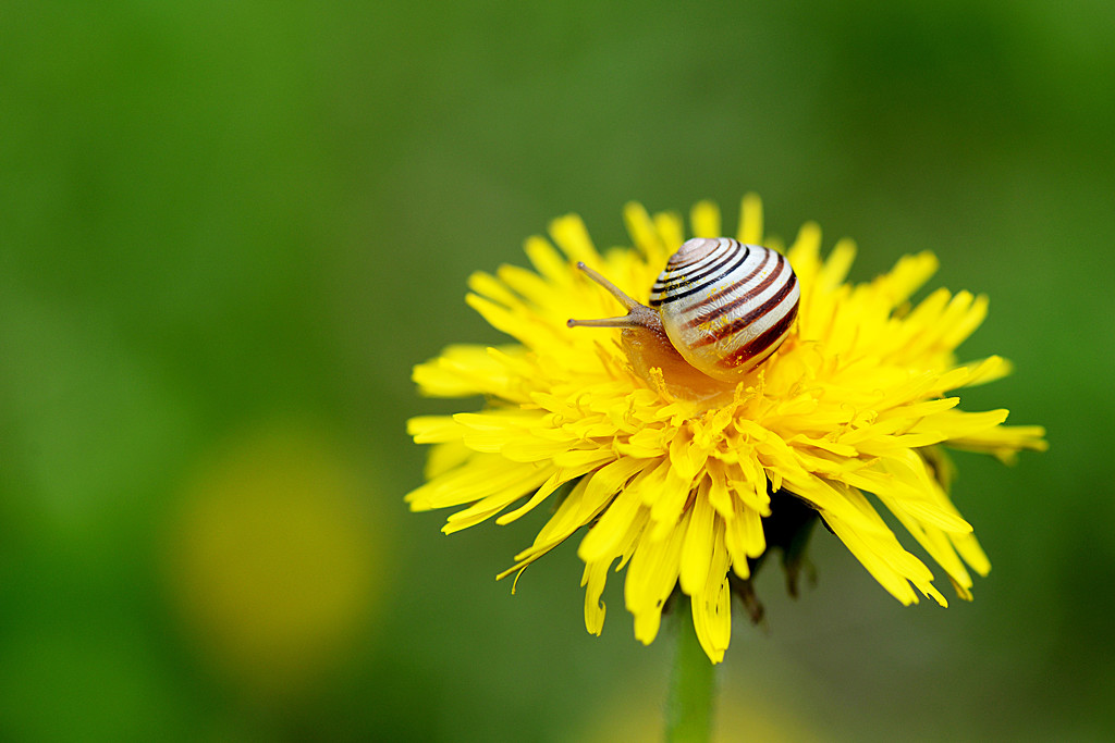 Hello little snail! by fayefaye