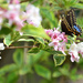 Black Swallowtail by mhei
