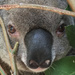 Sweetie's me name by koalagardens