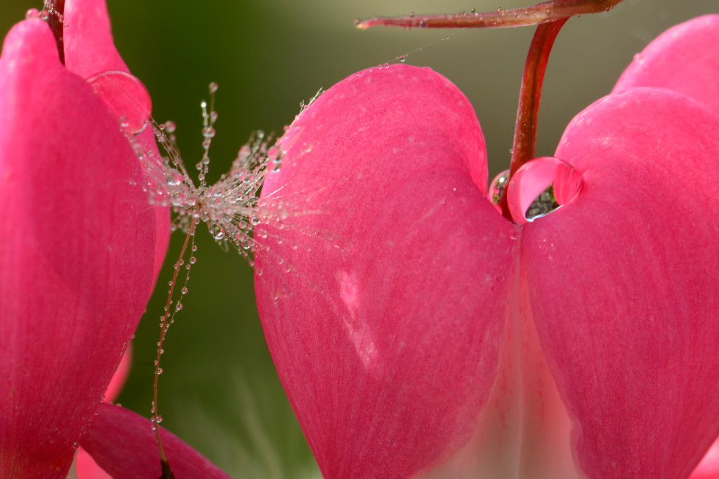 Pink Hearts by jayberg