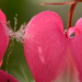 Pink Hearts by jayberg