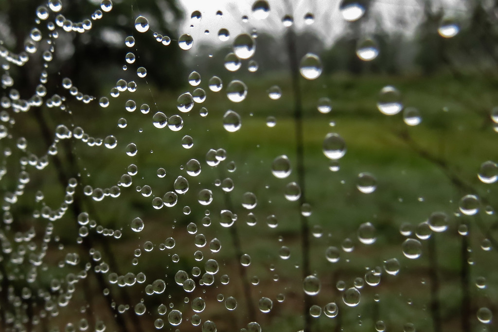 Can't See the Web for the Raindrops by milaniet