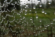 16th May 2015 - Can't See the Web for the Raindrops