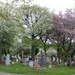 Cemetery tour  by hellie