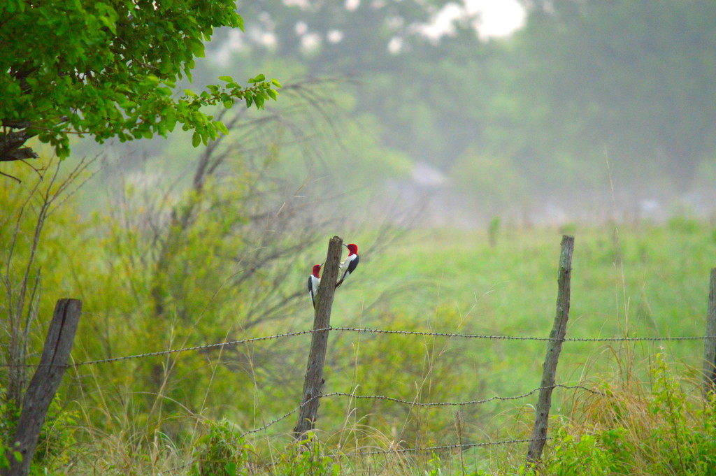 Red-Headed Woodpecker Pair by kareenking