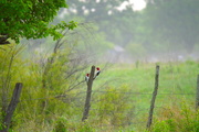 16th May 2015 - Red-Headed Woodpecker Pair